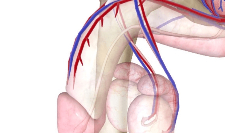 weak blood supply to the penis