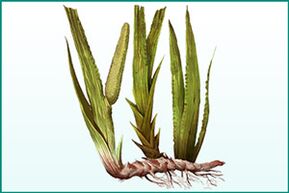 A general enhancer and potency-enhancing calamus